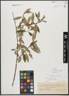 Foto von Salix triandra subsp. amygdalina (L.) Schübl. & G. Martens